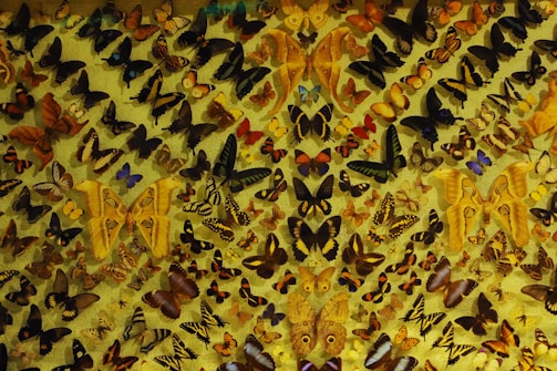 Close-up of colorful butterfly collection from around the world