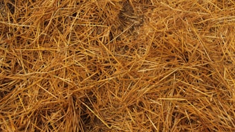 A dense layer of dry, golden straw is spread out, creating a textured surface. The color variations range from lighter yellow to darker brown tones, indicating the natural aging process of the straw.