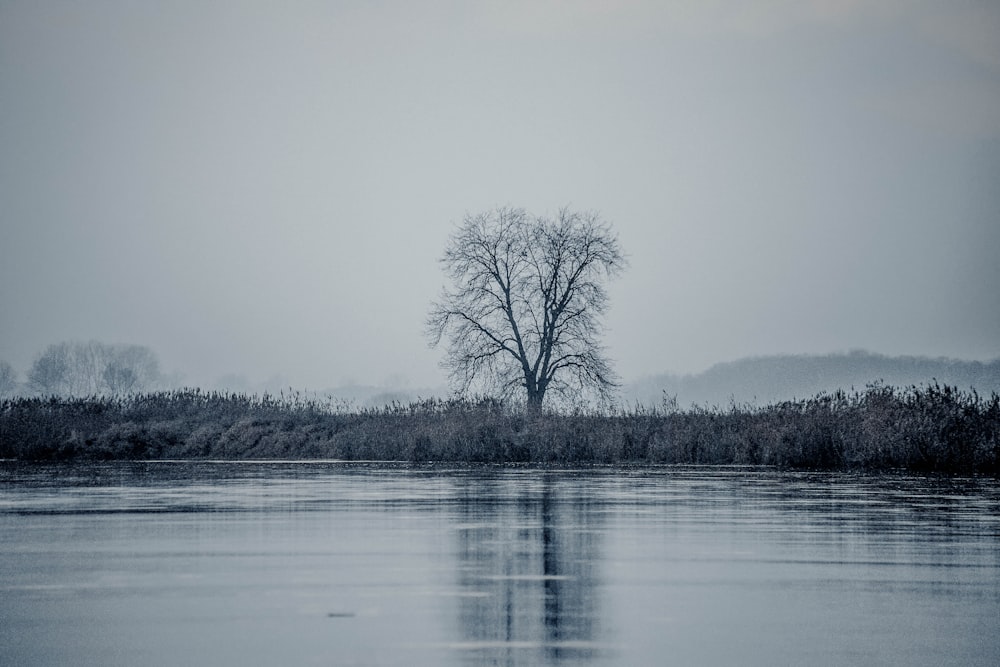 a lone tree sitting on the edge of a body of water
