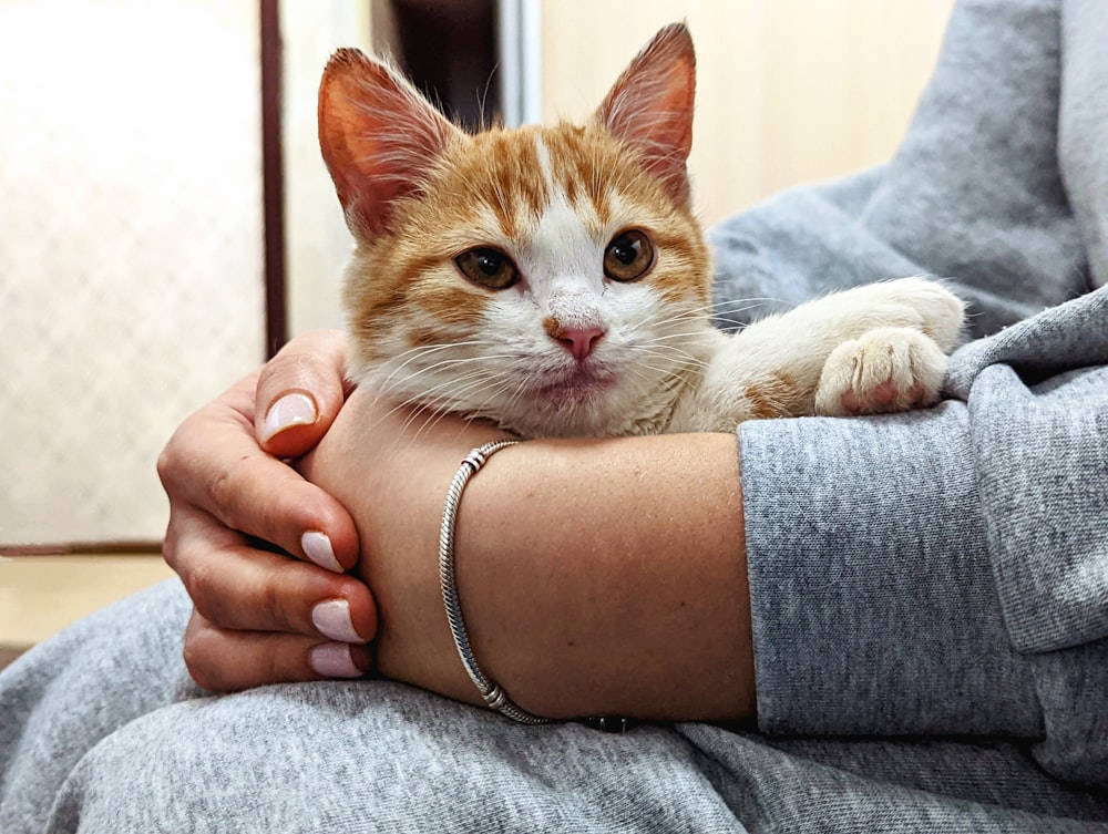 Una donna che tiene un gatto tra le braccia