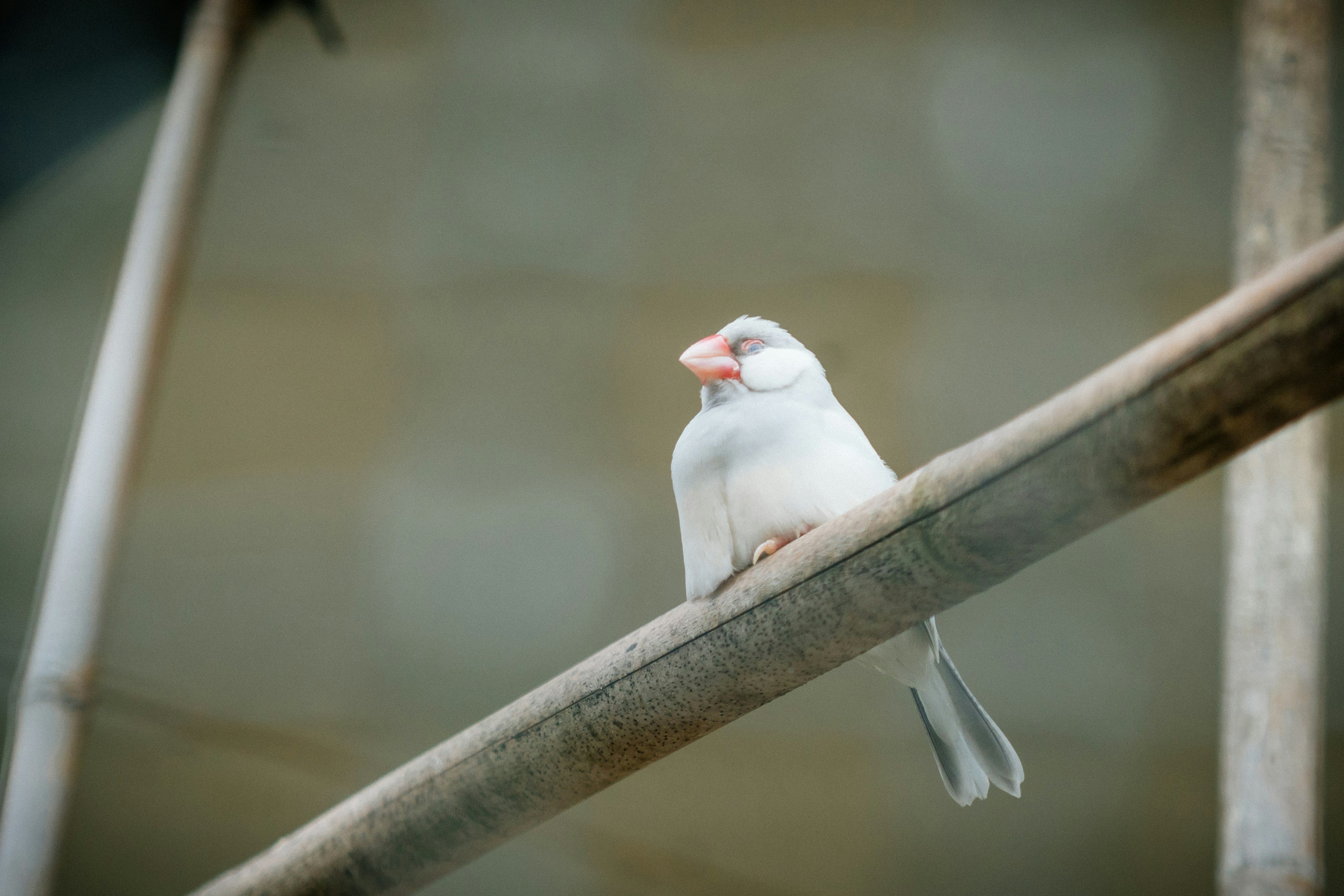 白い鳥 木製のレールに座っている白い鳥の写真 – Unsplashの白い鳥の無料画像
