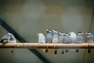 a group of birds sitting on top of a wooden branch