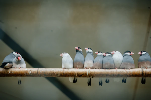 文鳥・カナリア・十姉妹