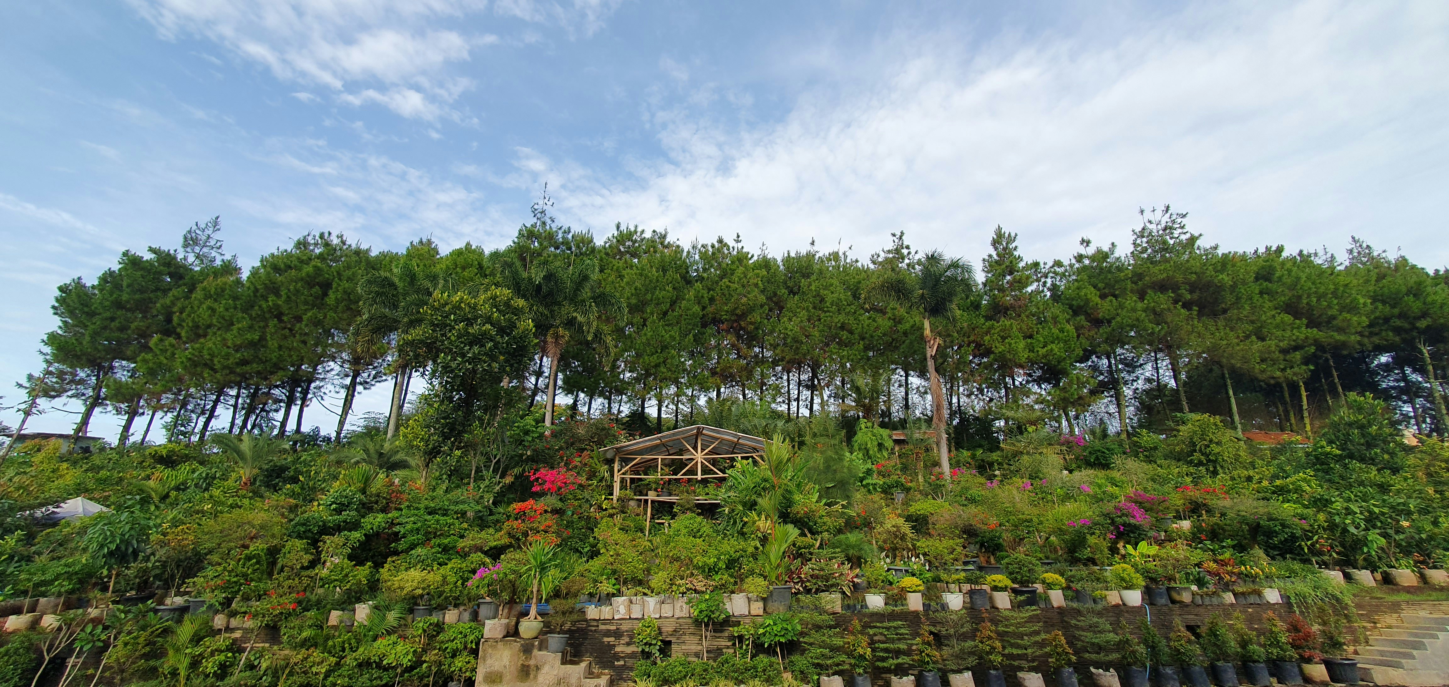lereng bukit yang ditutupi banyak tanaman dan pepohonan