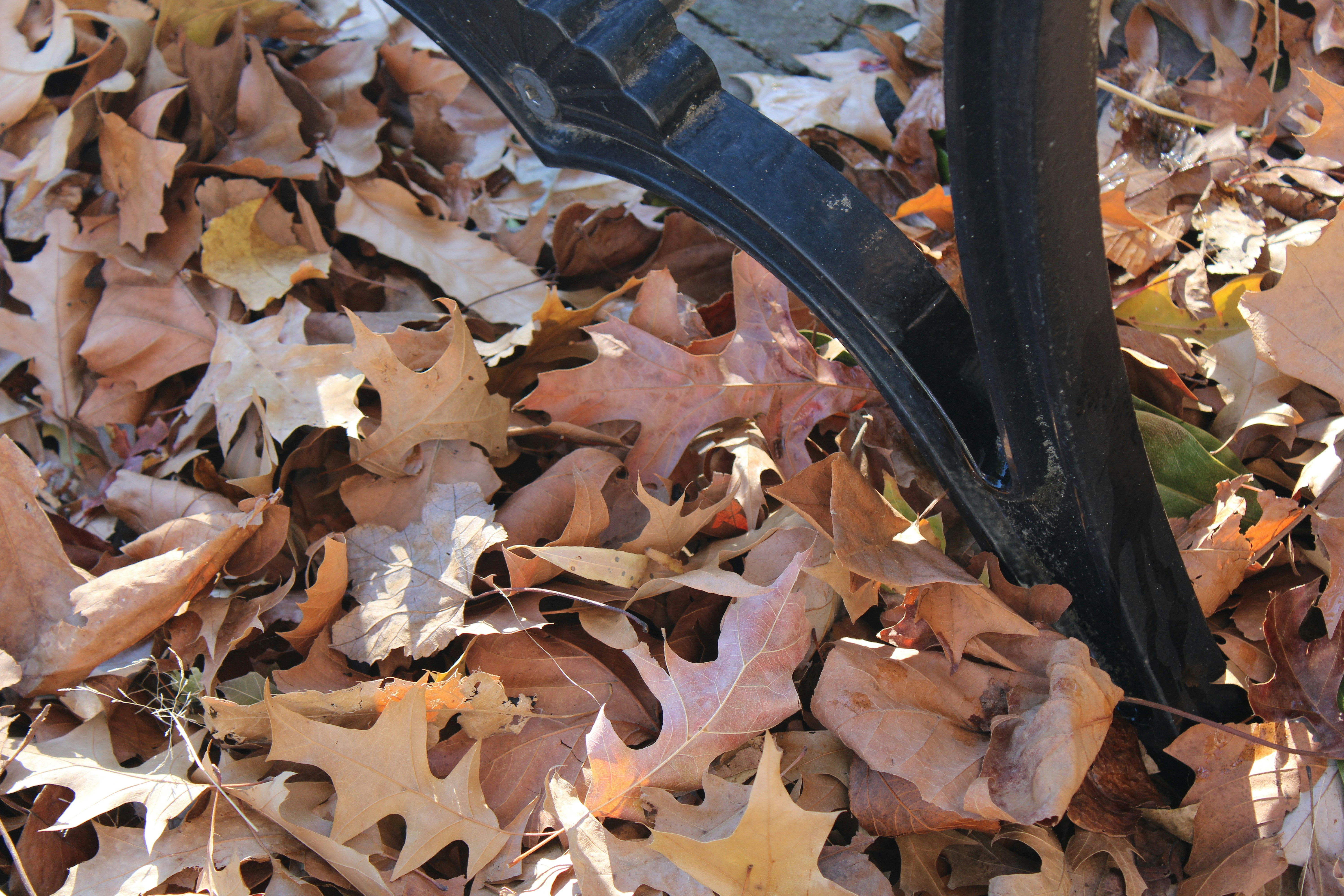 Yard cleanup scene with raked leaves