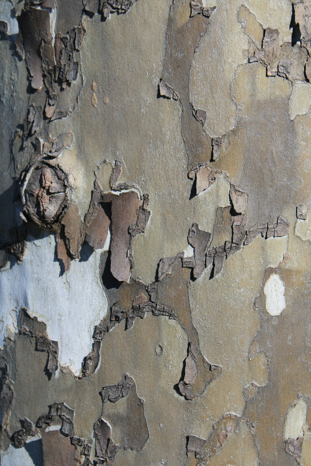 a close up of a peeling paint on a tree