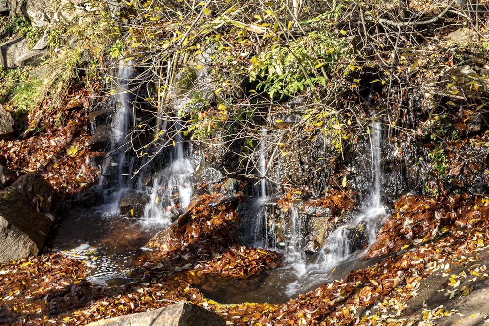 a small waterfall surrounded by leaves and rocks