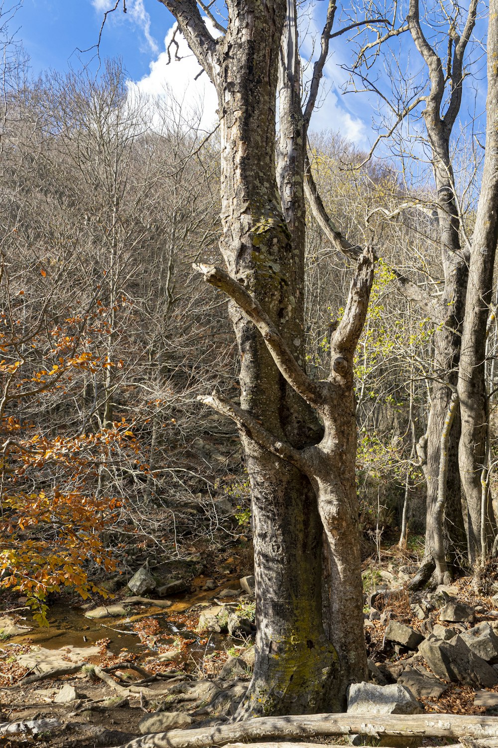 a tree that is standing in the dirt