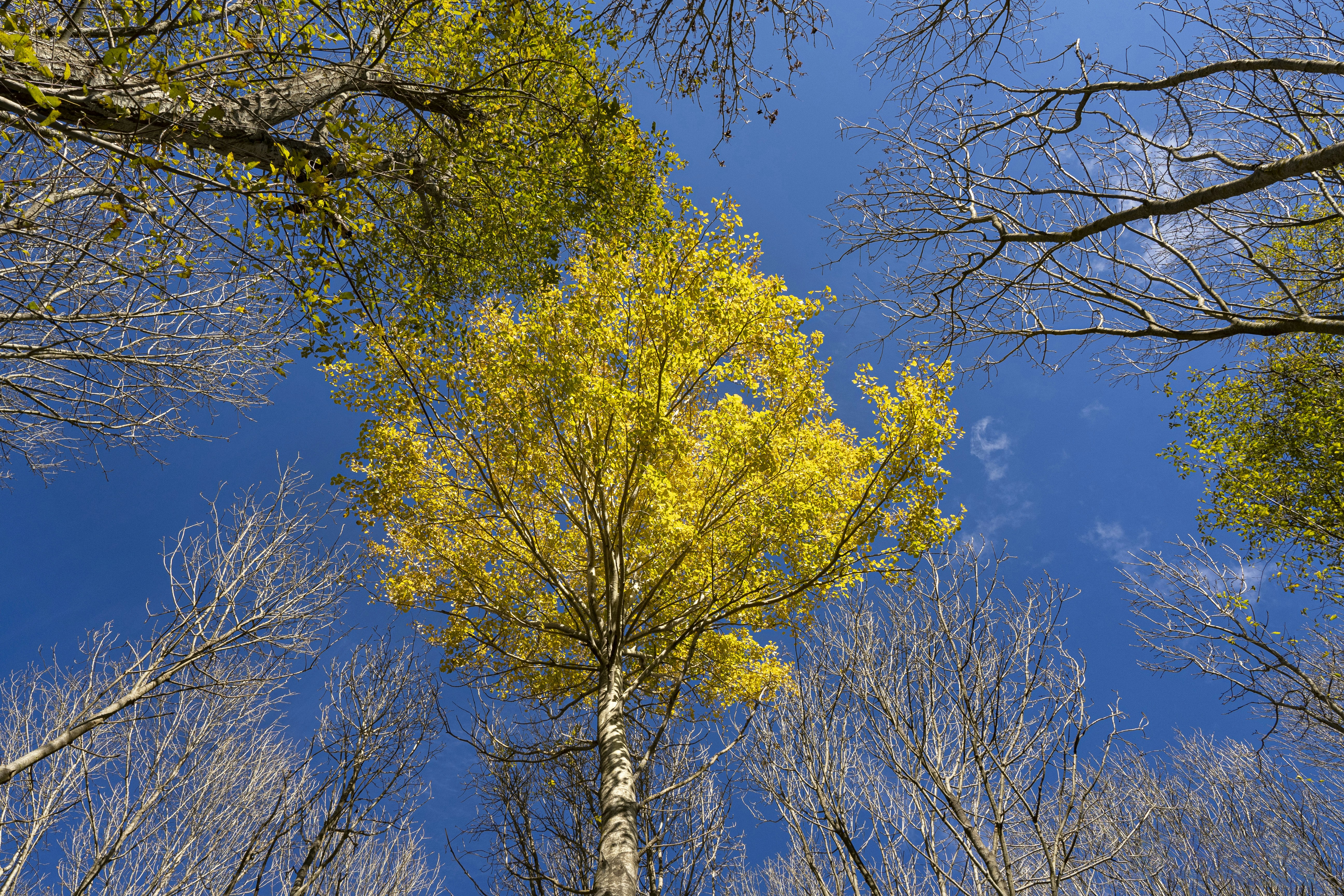 Hayedo con árboles de troncos rectos y copas altas, con el suelo cubierto de hojas caídas, creando una escena serena.