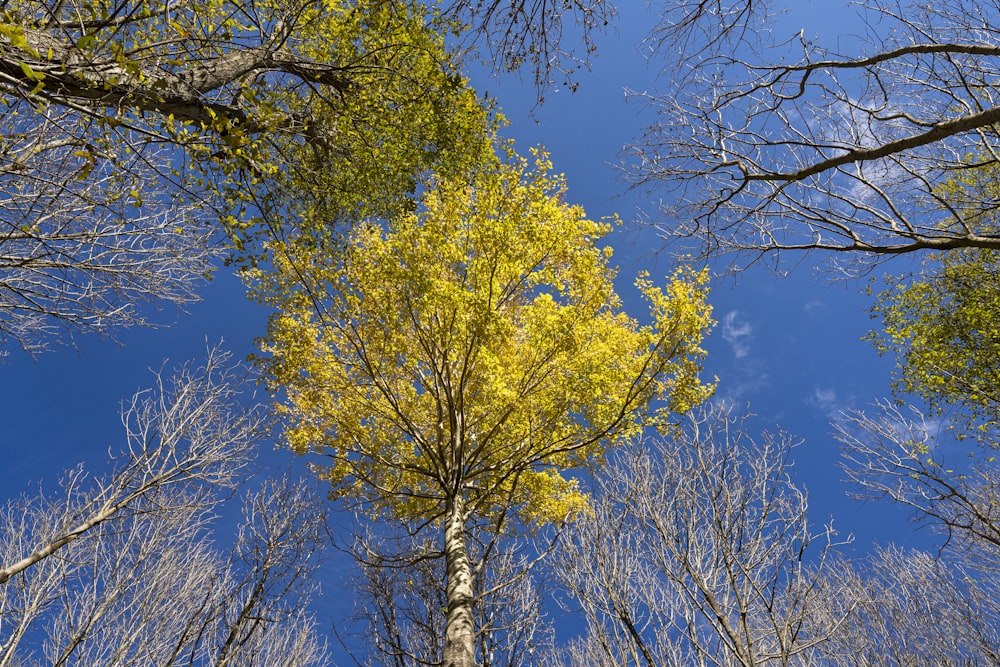 a group of tall trees with yellow leaves