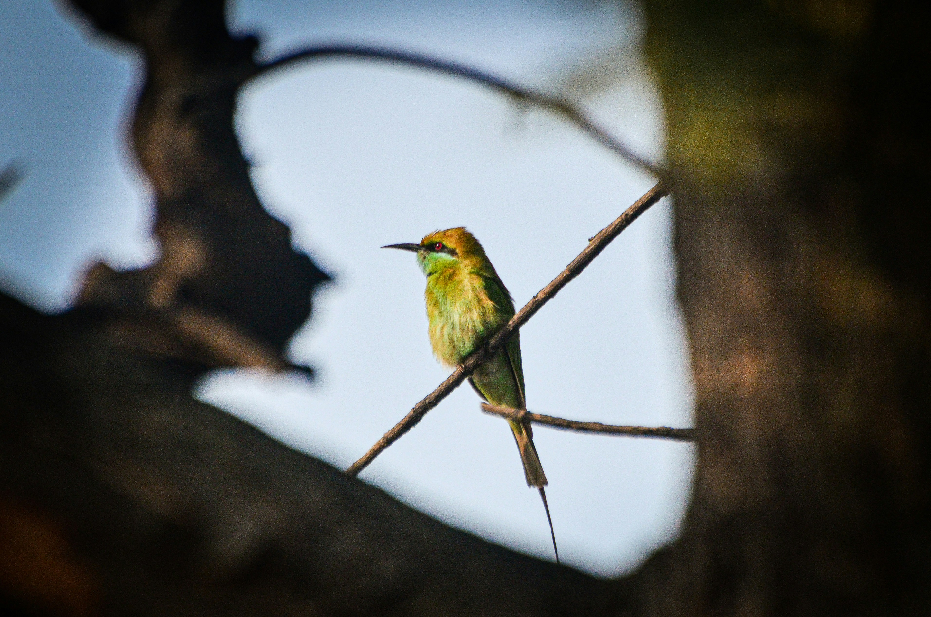 Photo by binnymanohar
