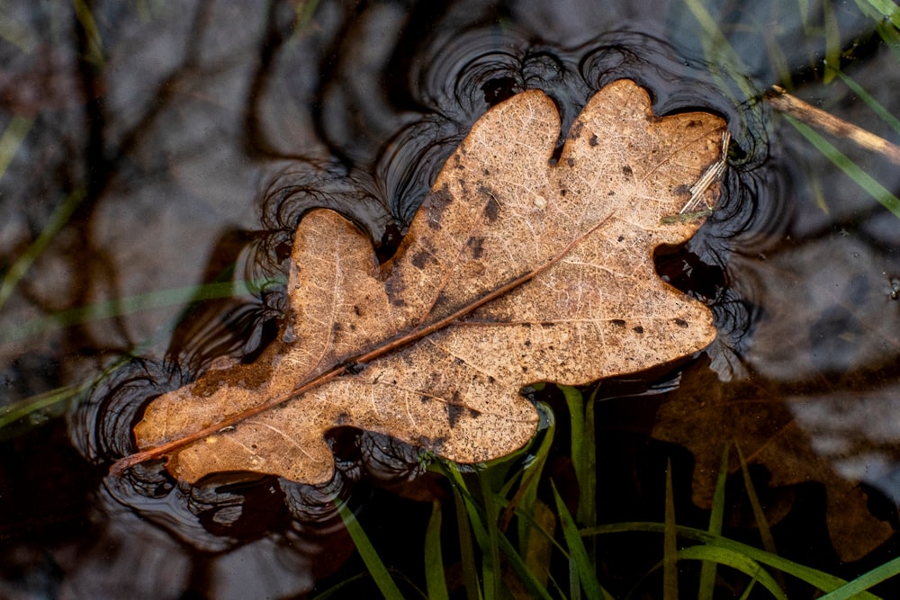 a leaf floating on top of a body of water