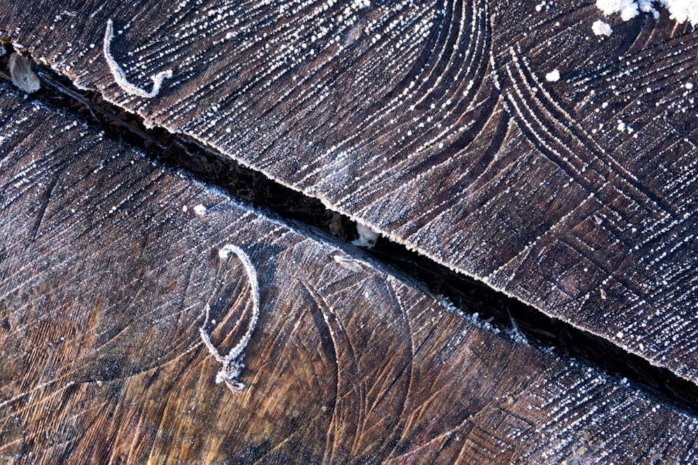 a close up of a tree trunk with snow on it