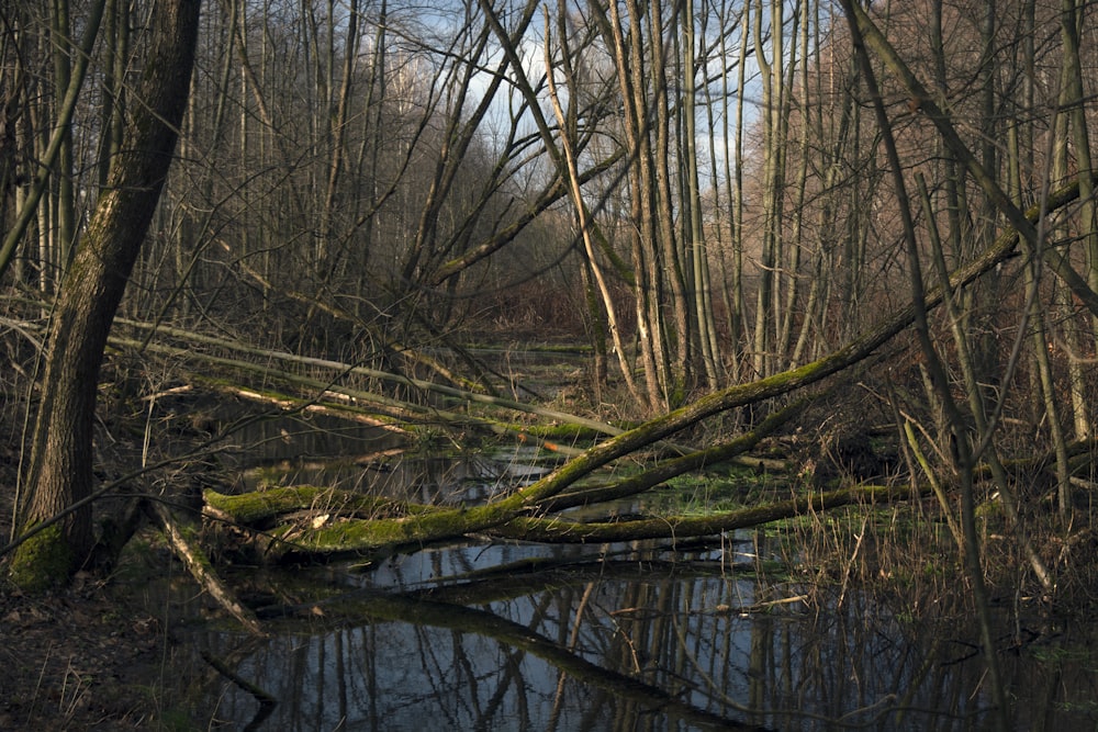 a stream running through a forest filled with lots of trees