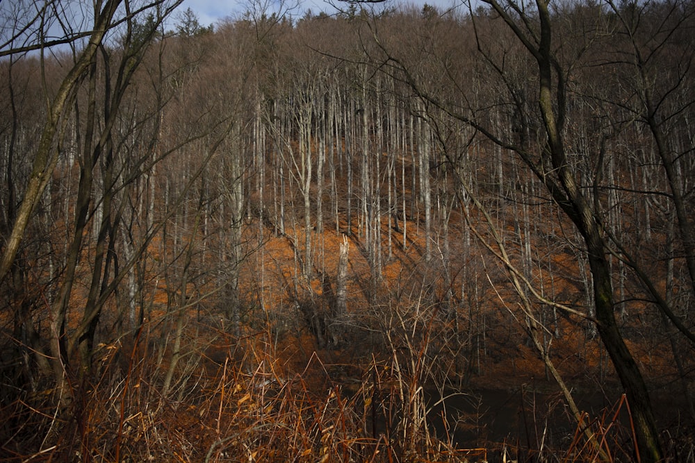 a forest filled with lots of tall trees