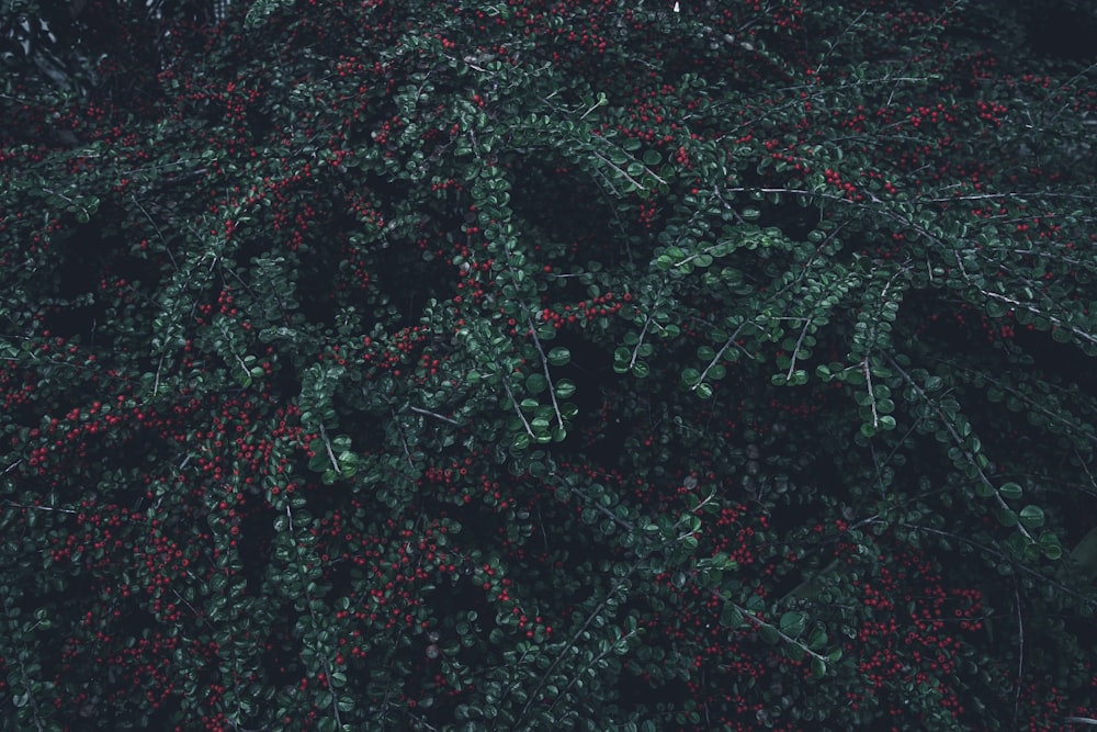 a tree with red berries growing on it