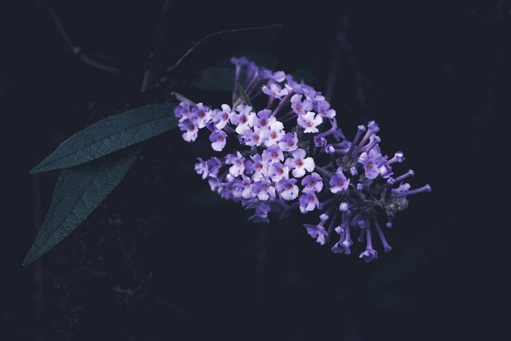 un mazzo di fiori viola con foglie verdi