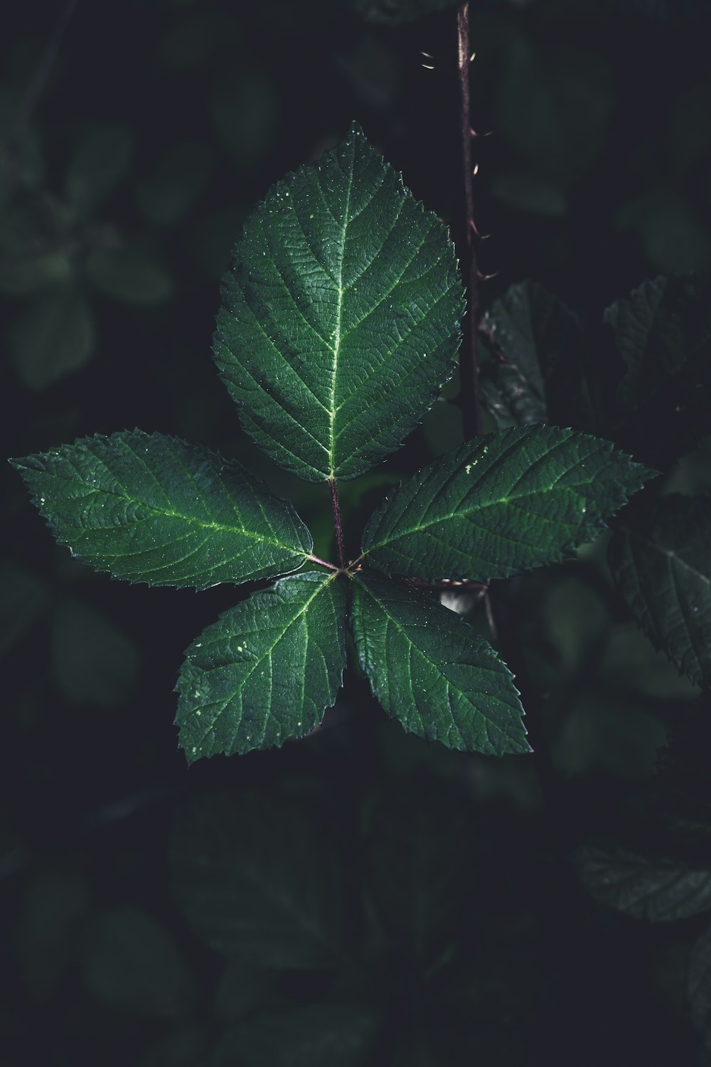 a close up of a green leaf on a tree