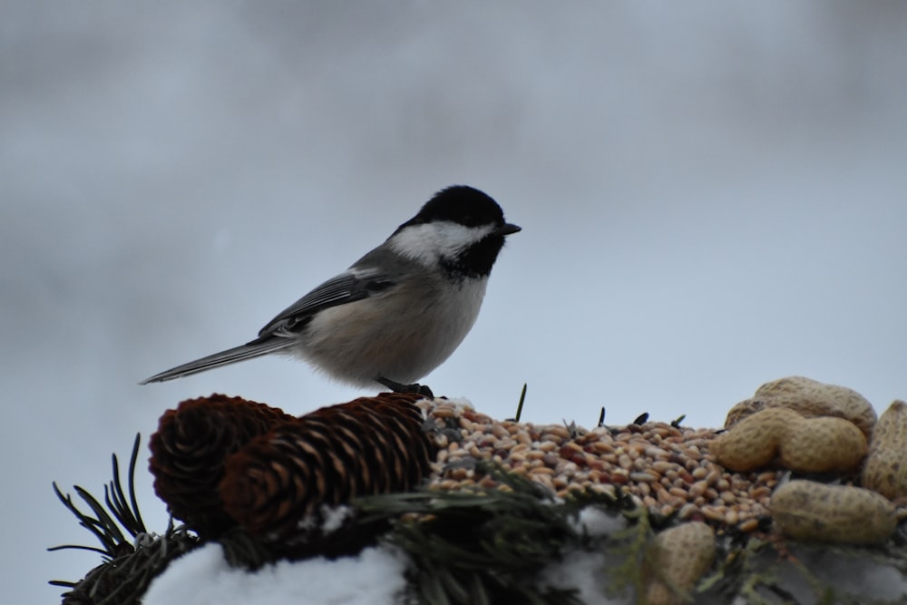 a black and white bird sitting on top of a pile of pine cones