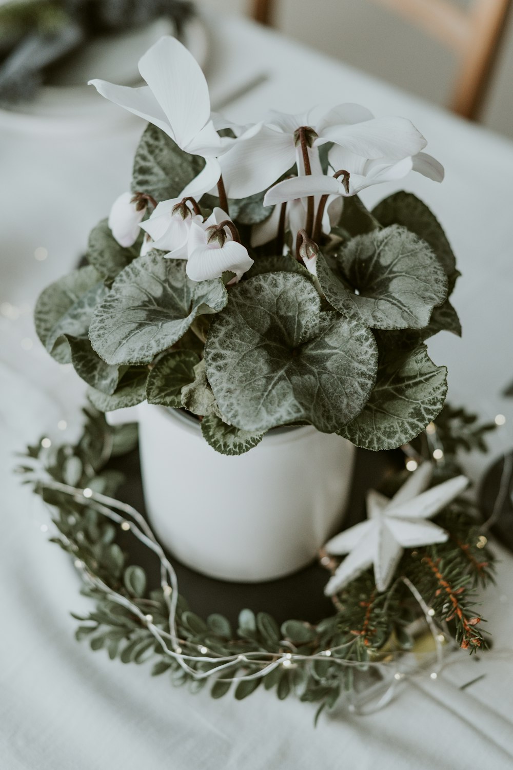 a potted plant sitting on top of a table