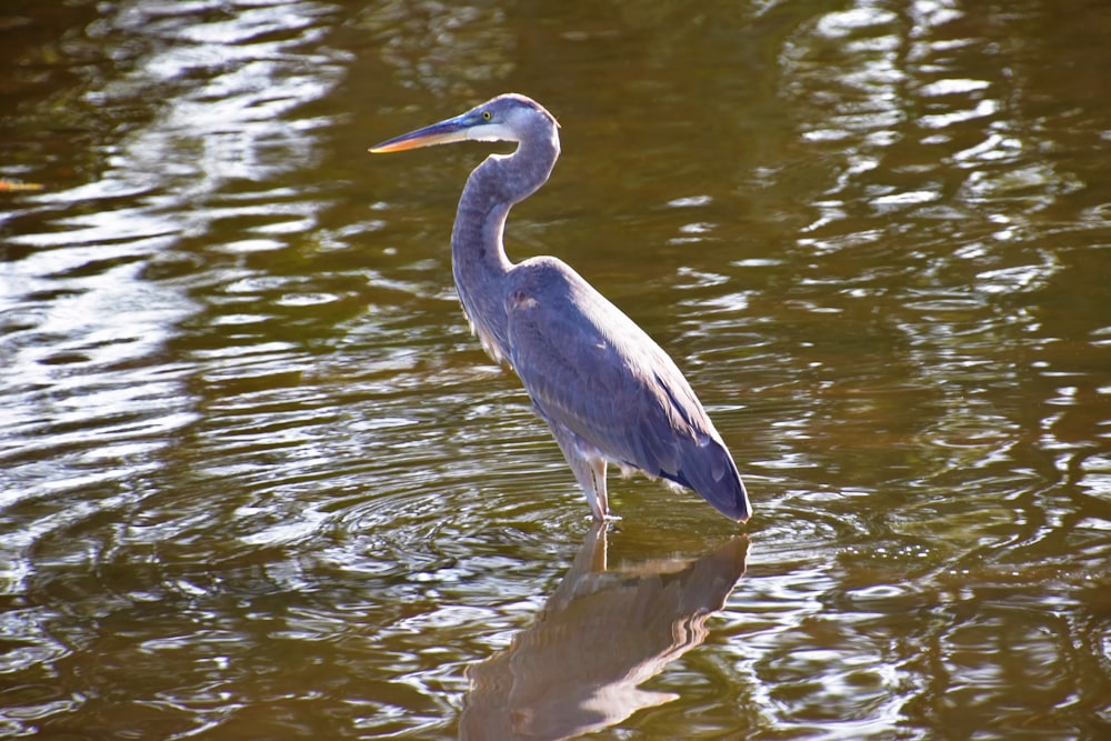 a bird is standing in the water near the shore