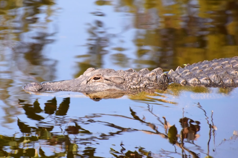 a large alligator swimming in a body of water