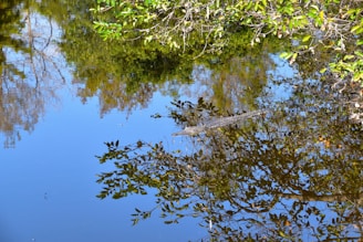 A crocodile partially submerged in a calm body of water, with reflections of surrounding trees and vegetation on the water's surface. Green leaves and branches frame the edges, adding a vibrant touch to the serene scene.