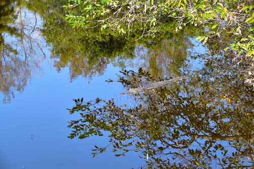 A crocodile partially submerged in a calm body of water, with reflections of surrounding trees and vegetation on the water's surface. Green leaves and branches frame the edges, adding a vibrant touch to the serene scene.