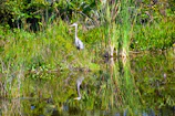 Lush wetland reeds swaying gently with a heron poised gracefully by the water’s edge.