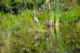 A close-up shot of a red heron perched gracefully among reeds at a serene wetland during golden hour.