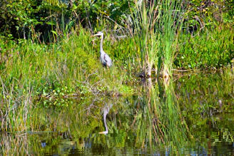 A great blue heron standing tall among reeds, patiently watching the water for fish.