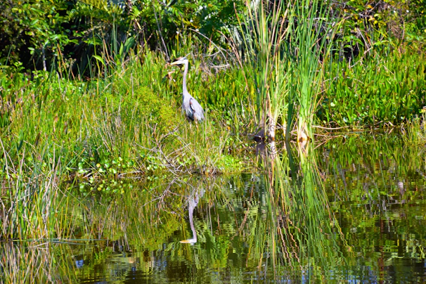 A great blue heron standing tall among reeds, patiently watching the water for fish.