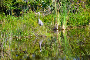 Lush wetland reeds swaying gently with a heron poised gracefully by the water’s edge.
