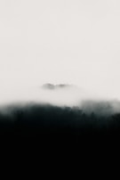 An eerie forest shrouded in mist and mystery.