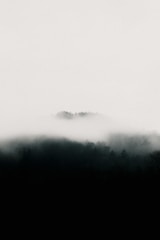A mystical forest shrouded in fog and shadows.