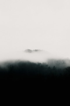 A mystical forest shrouded in fog and shadows.