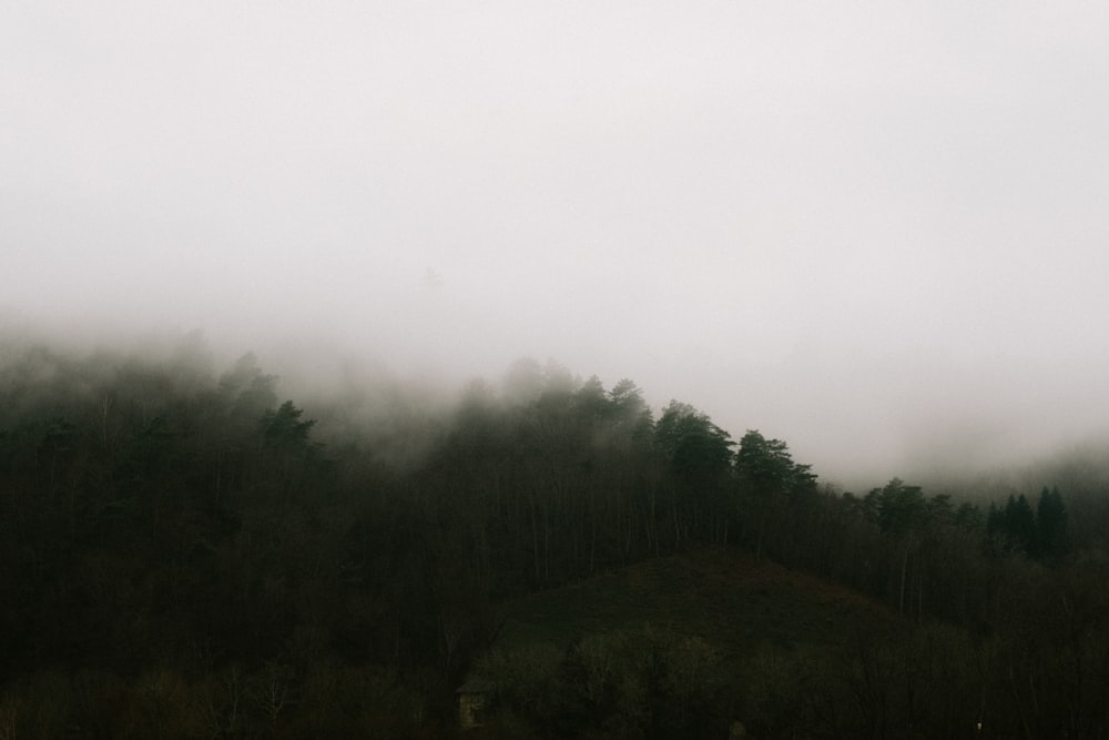 a foggy forest with trees on a hill