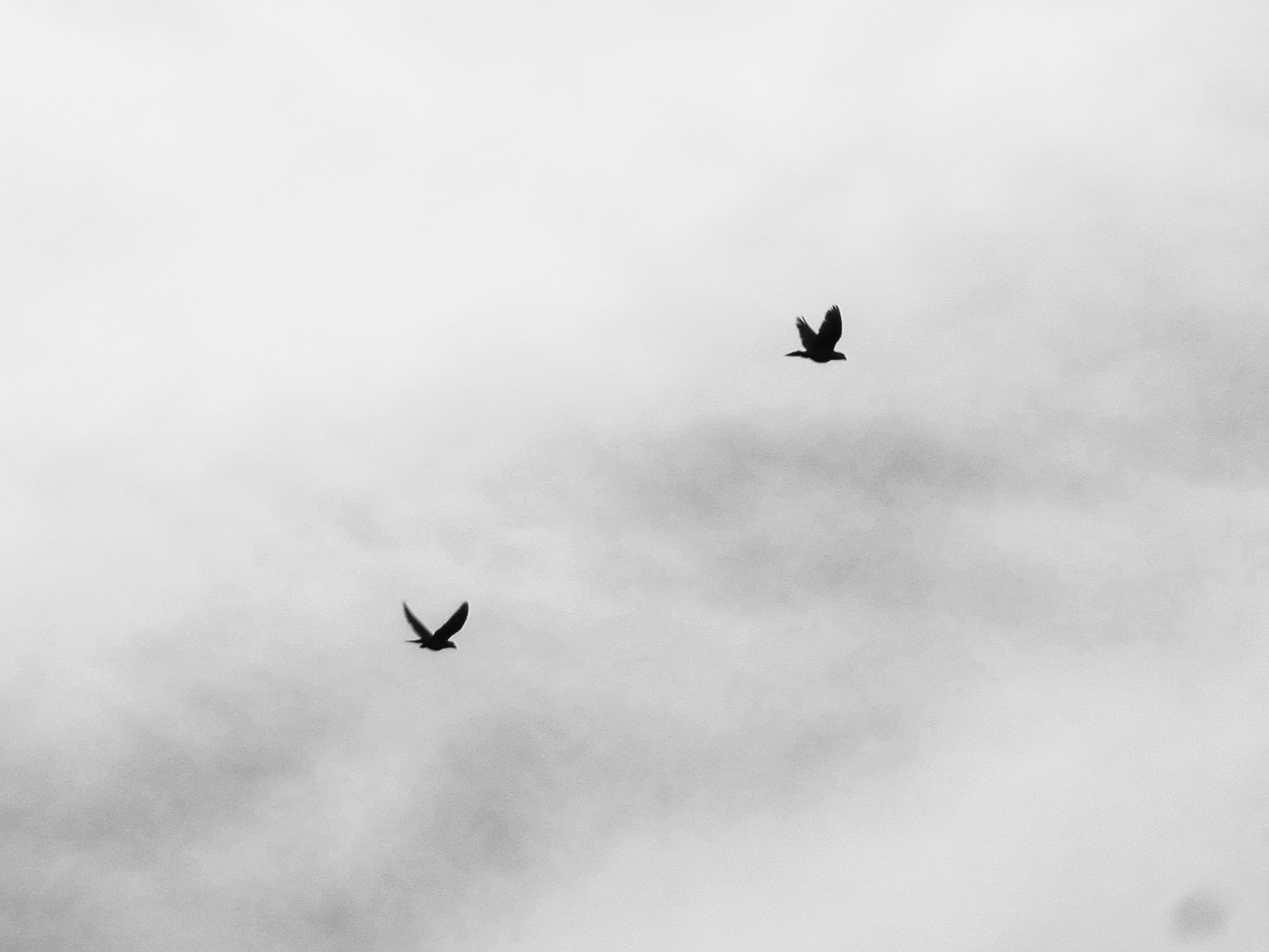 Photo by prithiviraj