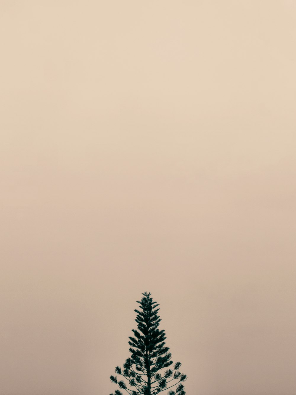 a lone pine tree stands in a field