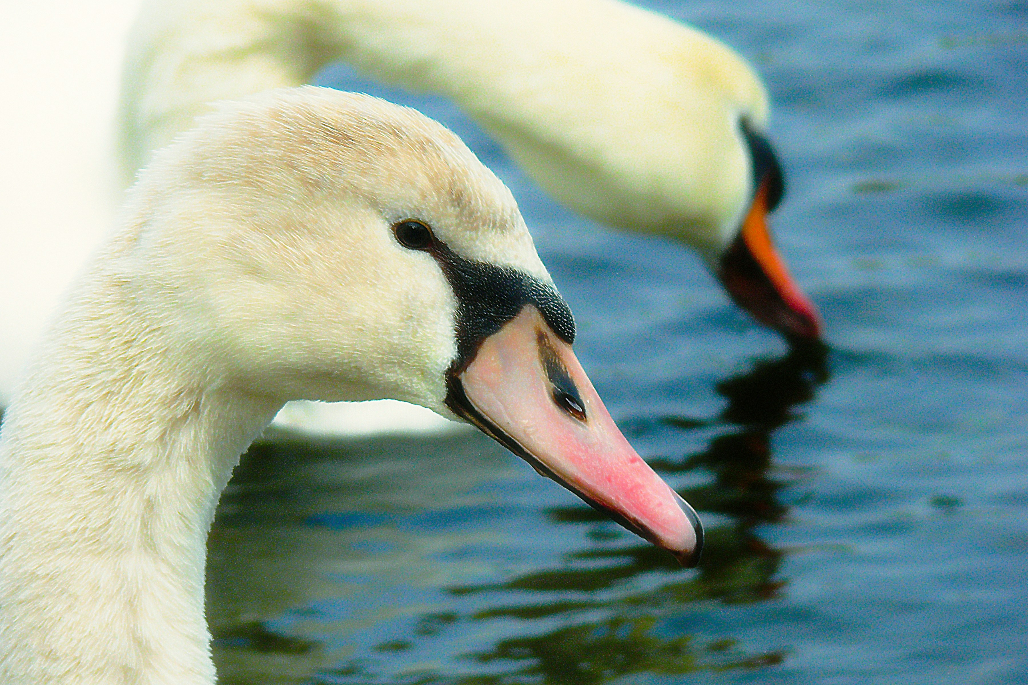 Photo by boerny_ccaa