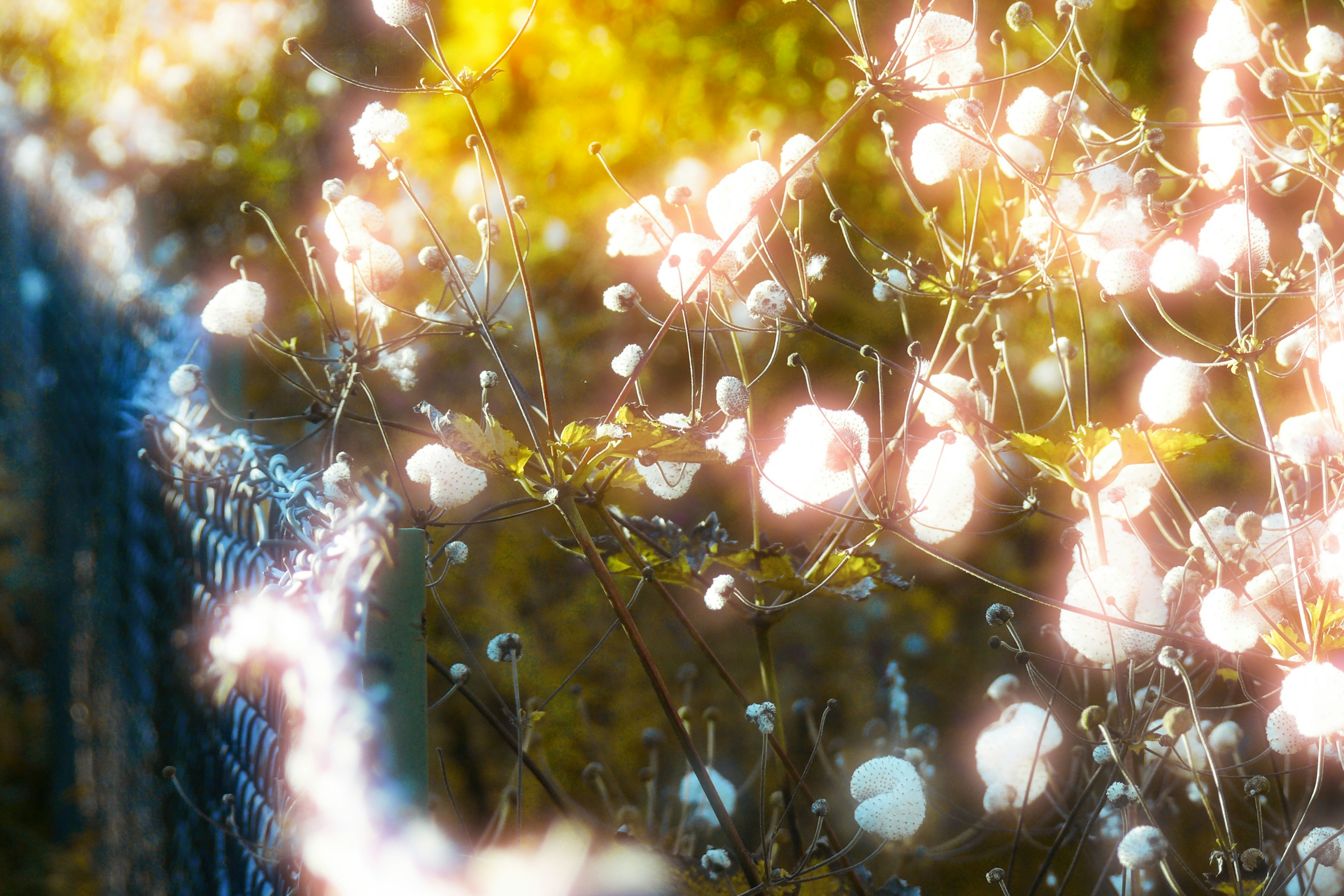 Photo by boerny_ccaa