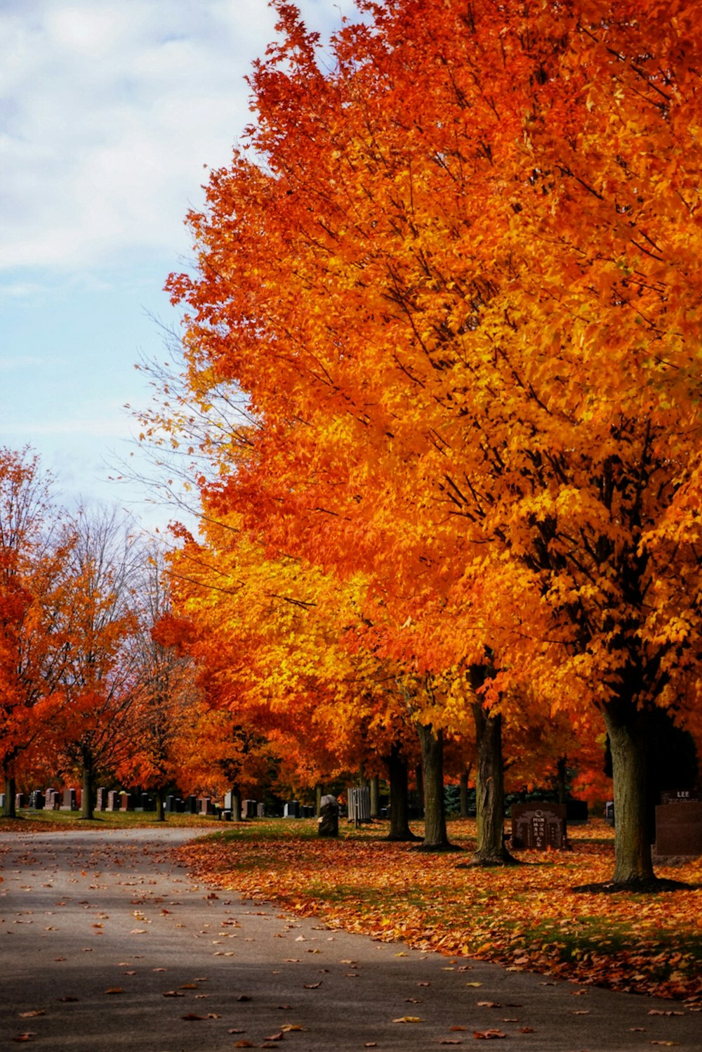 a tree lined street with lots of orange and yellow leaves