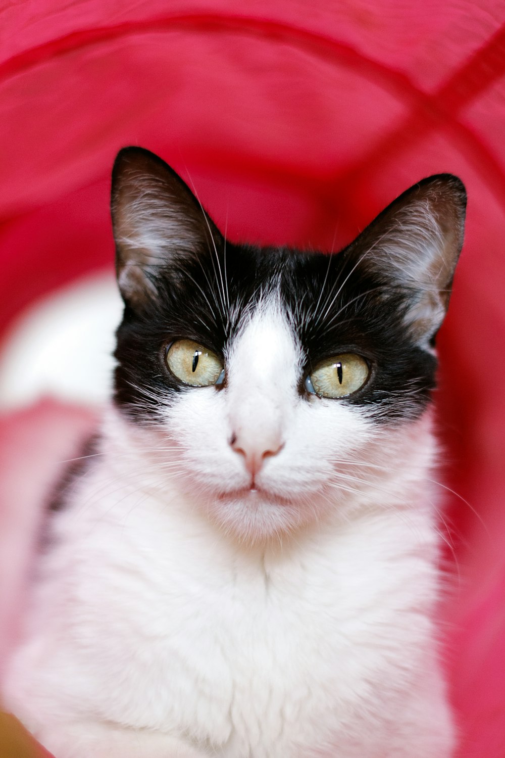 a black and white cat sitting in a red cloth