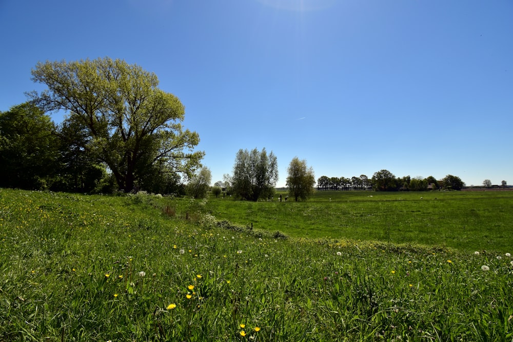 a grassy field with trees and flowers on a sunny day