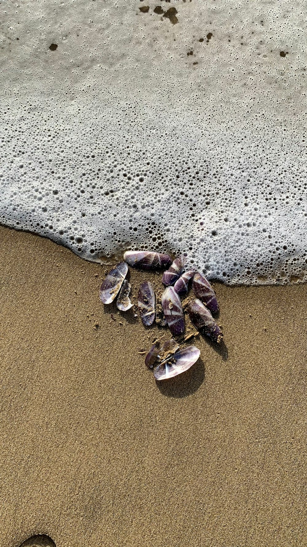 Coquillages sur le sable d’une plage au bord de l’océan