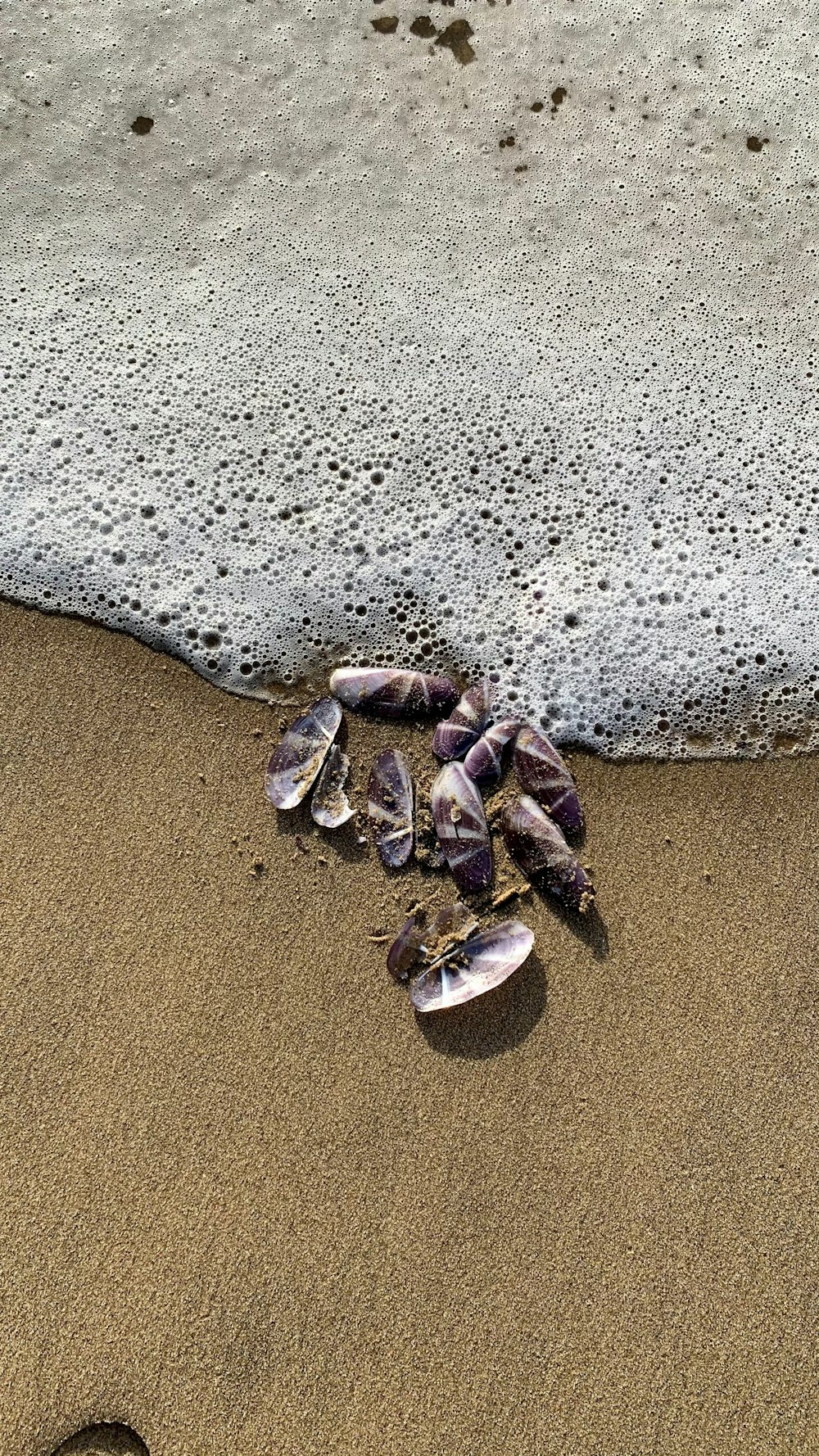 seashells on the sand of a beach next to the ocean