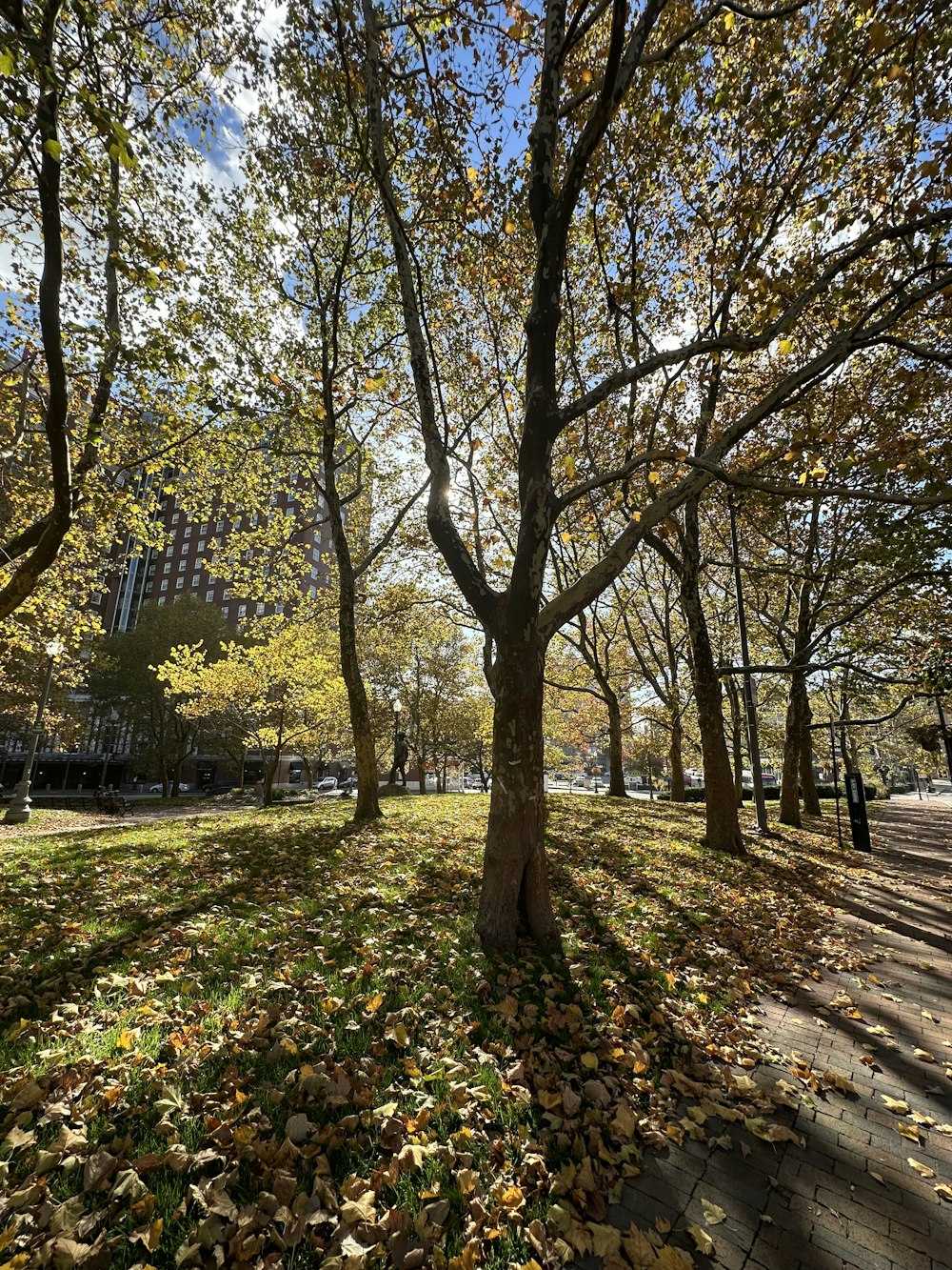 a park filled with lots of leaf covered trees