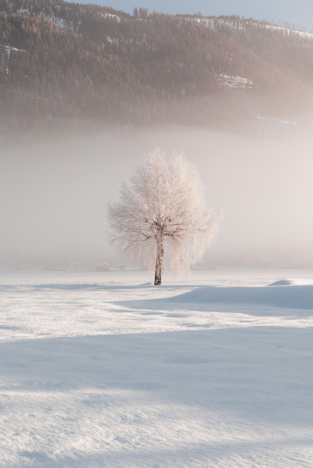 a lone tree in the middle of a snowy field