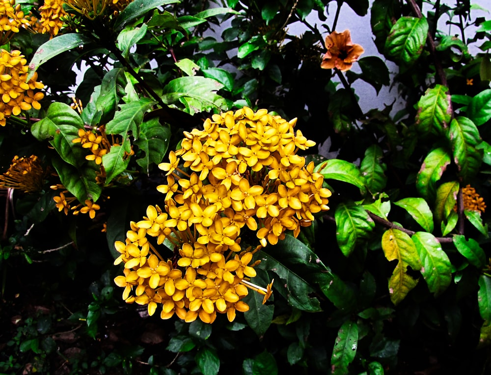 수풀에있는 노란 꽃 한 무리