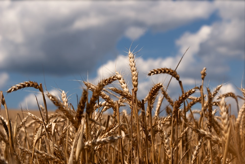 a field of wheat under a cloudy blue sky